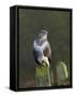 Common Buzzard (Buteo Buteo) Perched on a Gate Post, Cheshire, England, UK, December-Richard Steel-Framed Stretched Canvas