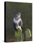 Common Buzzard (Buteo Buteo) Perched on a Gate Post, Cheshire, England, UK, December-Richard Steel-Stretched Canvas