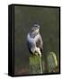 Common Buzzard (Buteo Buteo) Perched on a Gate Post, Cheshire, England, UK, December-Richard Steel-Framed Stretched Canvas