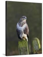 Common Buzzard (Buteo Buteo) Perched on a Gate Post, Cheshire, England, UK, December-Richard Steel-Stretched Canvas