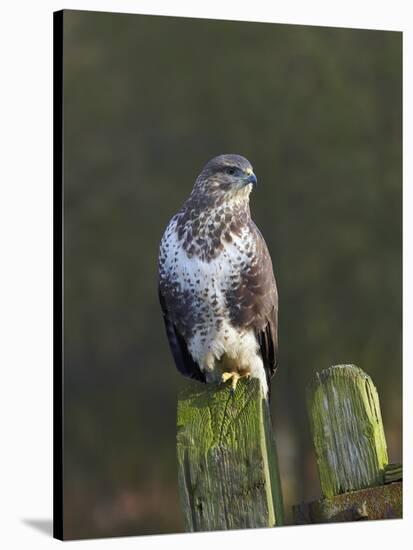 Common Buzzard (Buteo Buteo) Perched on a Gate Post, Cheshire, England, UK, December-Richard Steel-Stretched Canvas