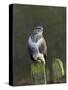 Common Buzzard (Buteo Buteo) Perched on a Gate Post, Cheshire, England, UK, December-Richard Steel-Stretched Canvas