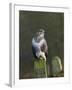 Common Buzzard (Buteo Buteo) Perched on a Gate Post, Cheshire, England, UK, December-Richard Steel-Framed Photographic Print