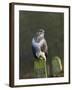 Common Buzzard (Buteo Buteo) Perched on a Gate Post, Cheshire, England, UK, December-Richard Steel-Framed Photographic Print