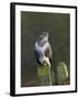 Common Buzzard (Buteo Buteo) Perched on a Gate Post, Cheshire, England, UK, December-Richard Steel-Framed Photographic Print