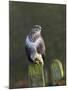 Common Buzzard (Buteo Buteo) Perched on a Gate Post, Cheshire, England, UK, December-Richard Steel-Mounted Photographic Print