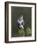 Common Buzzard (Buteo Buteo) Perched on a Gate Post, Cheshire, England, UK, December-Richard Steel-Framed Photographic Print