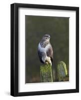 Common Buzzard (Buteo Buteo) Perched on a Gate Post, Cheshire, England, UK, December-Richard Steel-Framed Photographic Print