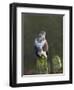 Common Buzzard (Buteo Buteo) Perched on a Gate Post, Cheshire, England, UK, December-Richard Steel-Framed Photographic Print