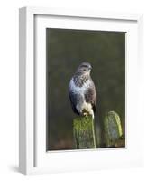 Common Buzzard (Buteo Buteo) Perched on a Gate Post, Cheshire, England, UK, December-Richard Steel-Framed Photographic Print