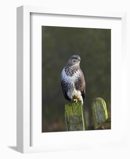 Common Buzzard (Buteo Buteo) Perched on a Gate Post, Cheshire, England, UK, December-Richard Steel-Framed Photographic Print