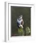 Common Buzzard (Buteo Buteo) Perched on a Gate Post, Cheshire, England, UK, December-Richard Steel-Framed Photographic Print