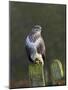 Common Buzzard (Buteo Buteo) Perched on a Gate Post, Cheshire, England, UK, December-Richard Steel-Mounted Photographic Print