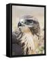 Common Buzzard Close Up of Head-null-Framed Stretched Canvas