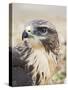 Common Buzzard Close Up of Head-null-Stretched Canvas