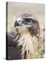 Common Buzzard Close Up of Head-null-Stretched Canvas