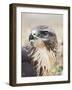 Common Buzzard Close Up of Head-null-Framed Photographic Print