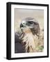 Common Buzzard Close Up of Head-null-Framed Photographic Print