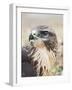 Common Buzzard Close Up of Head-null-Framed Photographic Print