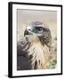 Common Buzzard Close Up of Head-null-Framed Photographic Print