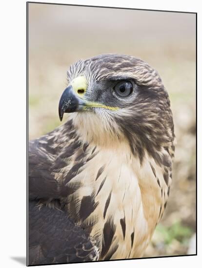Common Buzzard Close Up of Head-null-Mounted Photographic Print