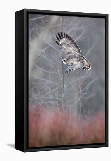 Common buzzard flying in the forest, Poland-Mateusz Piesiak-Framed Stretched Canvas
