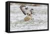 Common Buzzard in Flight About to Land on Snow-null-Framed Stretched Canvas