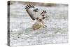 Common Buzzard in Flight About to Land on Snow-null-Stretched Canvas