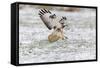 Common Buzzard in Flight About to Land on Snow-null-Framed Stretched Canvas