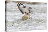 Common Buzzard in Flight About to Land on Snow-null-Stretched Canvas