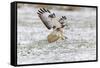 Common Buzzard in Flight About to Land on Snow-null-Framed Stretched Canvas