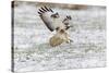 Common Buzzard in Flight About to Land on Snow-null-Stretched Canvas