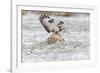 Common Buzzard in Flight About to Land on Snow-null-Framed Photographic Print