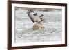 Common Buzzard in Flight About to Land on Snow-null-Framed Photographic Print