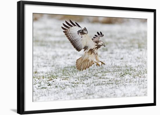 Common Buzzard in Flight About to Land on Snow-null-Framed Photographic Print