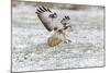 Common Buzzard in Flight About to Land on Snow-null-Mounted Photographic Print