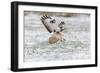 Common Buzzard in Flight About to Land on Snow-null-Framed Photographic Print