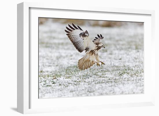 Common Buzzard in Flight About to Land on Snow-null-Framed Photographic Print