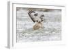 Common Buzzard in Flight About to Land on Snow-null-Framed Photographic Print