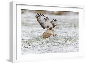 Common Buzzard in Flight About to Land on Snow-null-Framed Photographic Print