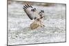 Common Buzzard in Flight About to Land on Snow-null-Mounted Photographic Print