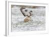 Common Buzzard in Flight About to Land on Snow-null-Framed Photographic Print