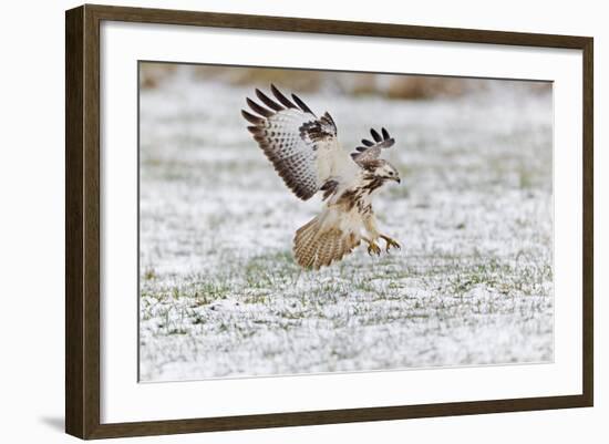 Common Buzzard in Flight About to Land on Snow-null-Framed Photographic Print