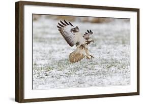 Common Buzzard in Flight About to Land on Snow-null-Framed Photographic Print
