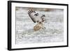 Common Buzzard in Flight About to Land on Snow-null-Framed Photographic Print