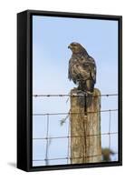 Common Buzzard on Fence Post-null-Framed Stretched Canvas