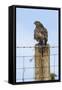 Common Buzzard on Fence Post-null-Framed Stretched Canvas