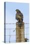 Common Buzzard on Fence Post-null-Stretched Canvas