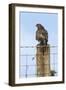 Common Buzzard on Fence Post-null-Framed Photographic Print