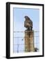 Common Buzzard on Fence Post-null-Framed Photographic Print